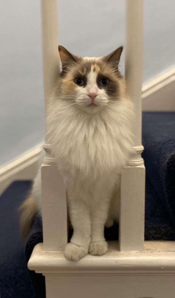 a ragdoll cat standing on a blue staircase looking out between two white bars
