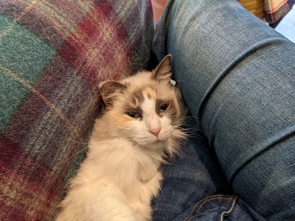 a ragdoll cat snuggles between my blue jeans-clad leg and the arm of a tartan armchair