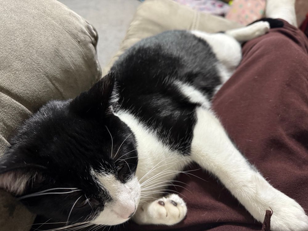 Aang the tuxedo cat (and official Catvatar) sprawled out next to my leg while I was sitting in my recliner