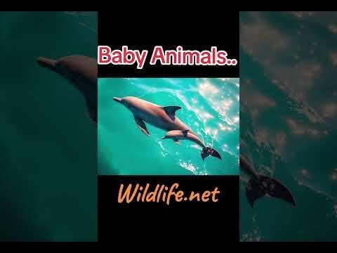 In the Wild, survival rates for baby animals is quite low, due to predation..