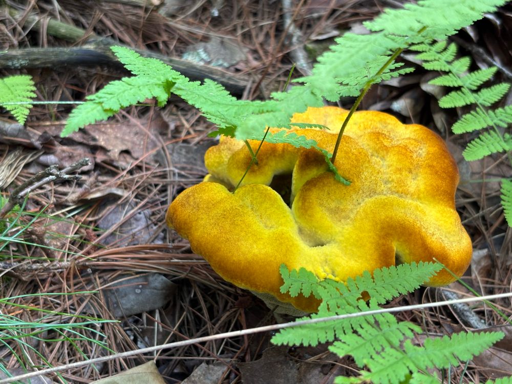 a mushroom with a yellow and brown surface emerges from a face covered in decaying forest matter. It is masked by small ferns