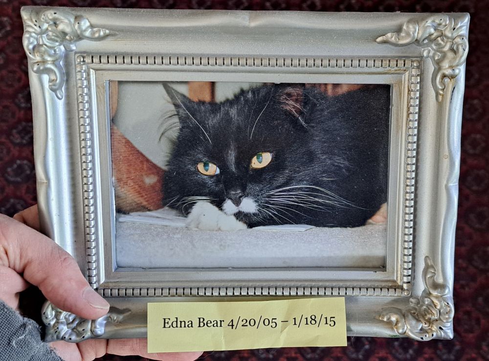 Framed photo of edna the tuxedo cat. 