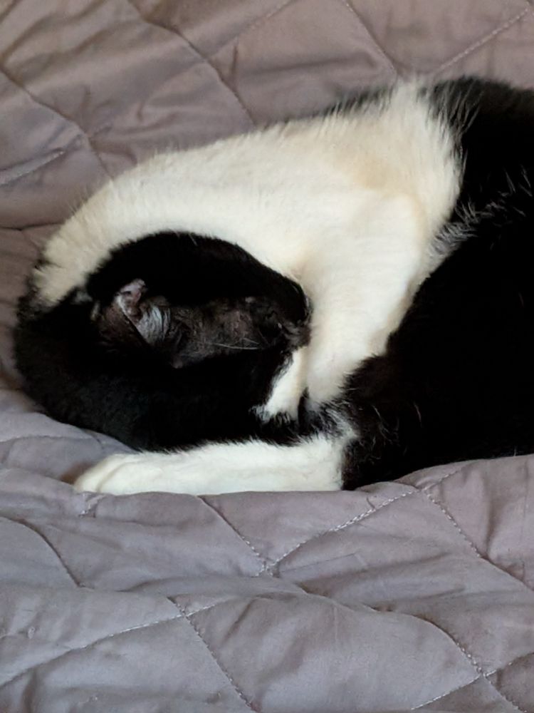 Cat, curled up on the bed with her arm over her nose and her back foot beside her face. It looks like she's cold
