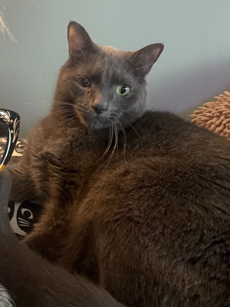 An incredibly perfect grey cat