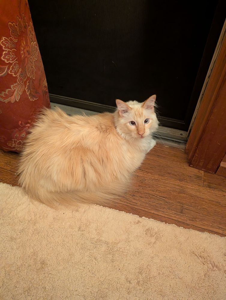 Gus Flame point Siamese Cat, sitting in his favorite next to the door position