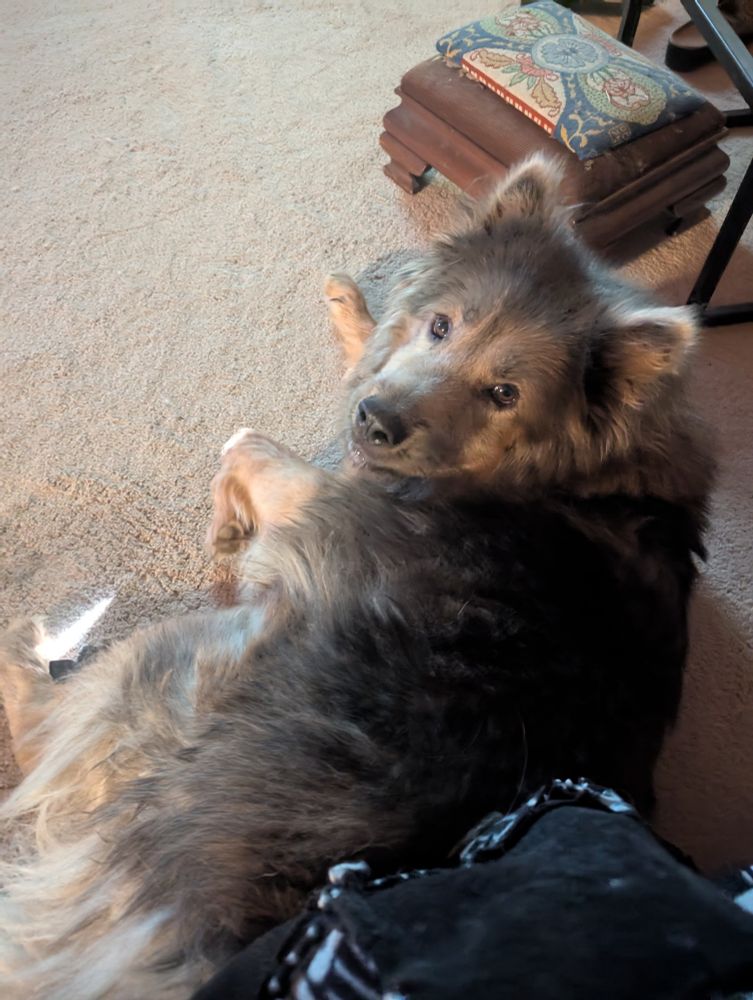 Blake, Aussie Chow rescue sits on my feet.