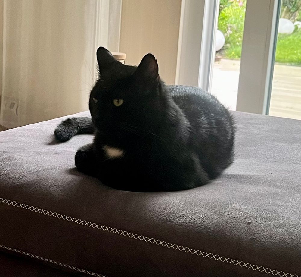 Foto eines schwarzen Katers mit weißem Fleck am Hals, der es sich auf einem Sofa-Hocker bequem gemacht hat. 