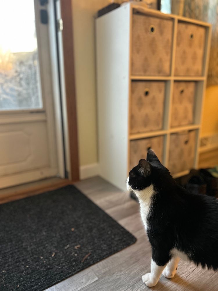 Bootsie, the Tuxedo cat. I heard a rap tap tapping upon the glass of the back screen door. There is bird flu. No. The longing look to the fresh outside world. There is bird flu. No. Alas, the pain of rejection. Meow. 