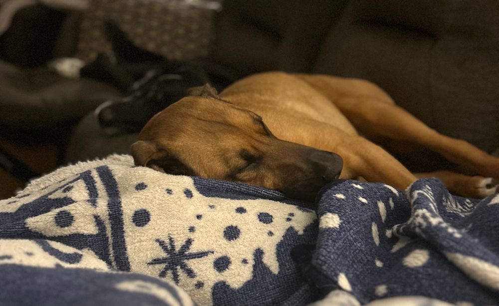 Luna (a mix - same size as our black lab but caramel coloring, black snout, floppy ears, curly tail, and a white patch on her chest) and June (a black lab) sleeping comfortably as we watch some tv. 