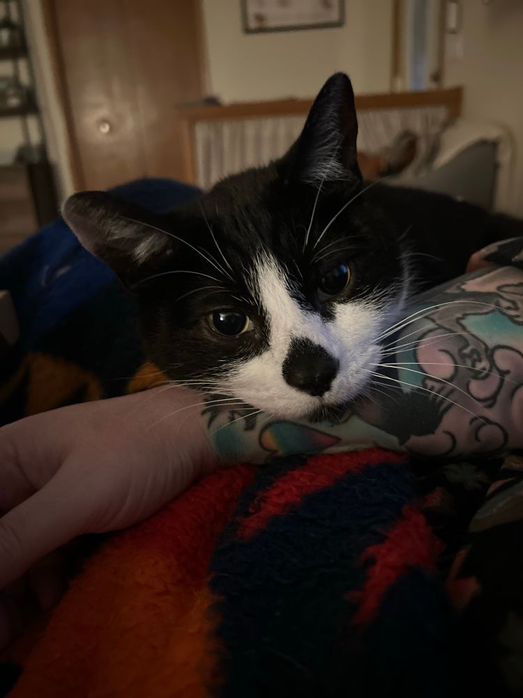 Bootsie the cat. Tuxedo cat, resting his little chin on my tattooed arm. 