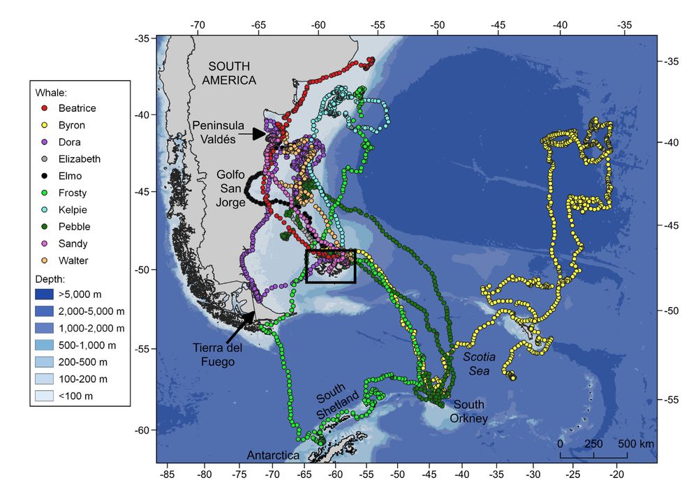 Model-predicted locations of 10 individual southern right whales satellite-tagged in July 2022. Black box shows location of Fallkand Islands.