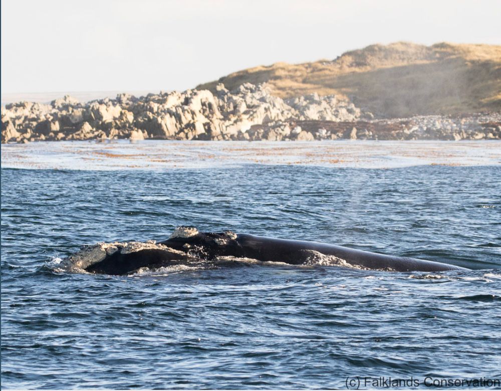 Southern right whale swimming in coastal Falkland Islands waters. Image: Falklands Conservation