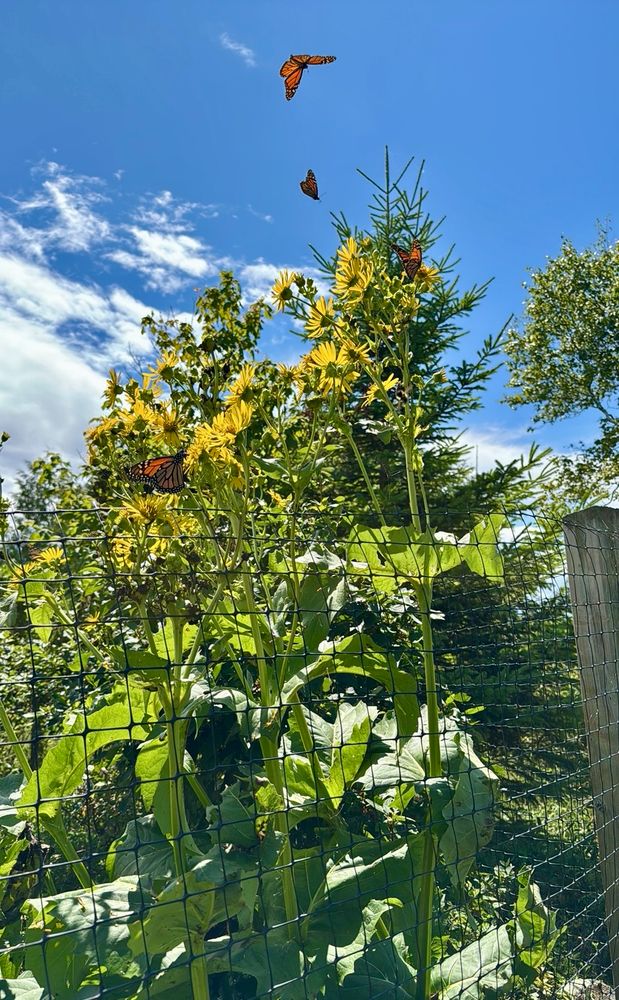 Monarch butterfly’s on cup plant flowers