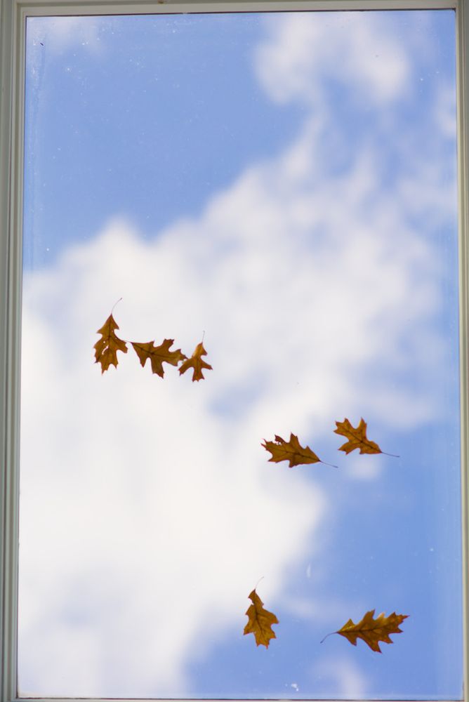 A handful of leaves with a whispy cloud floating in the sky behind them, framed by a skylight.