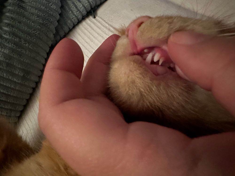 Cat mouth with milk teeth