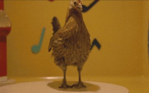 A short repeating motion clip of a real chicken shuffling/brush-brushing one foot twice to one side then shuffling/brush-brushing the other foot twice to that other side. 