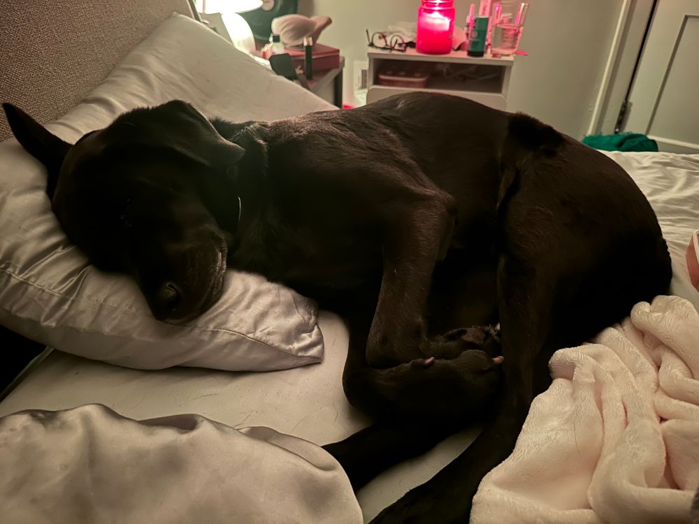 nova the black lab sleeping like a human on a pillow in bed