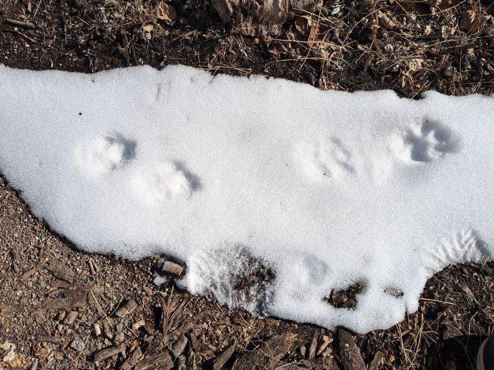 Cougar/mountain lion tracks in a patch of snow.