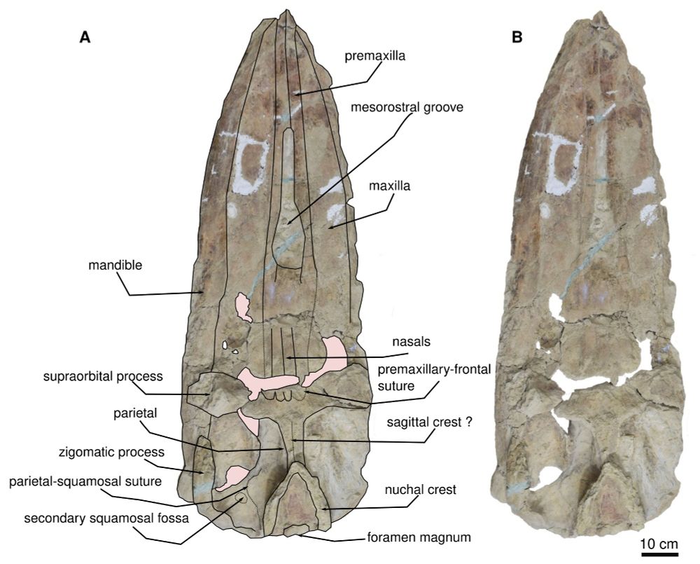 Photographs of the skull and mandible of Cochimicetus convexus in dorsal view - like other baleen whales, the skull resembles a surfboard in shape. Unlike modern species, the blowhole is located very far anteriorly and there are very large temporal fossae.