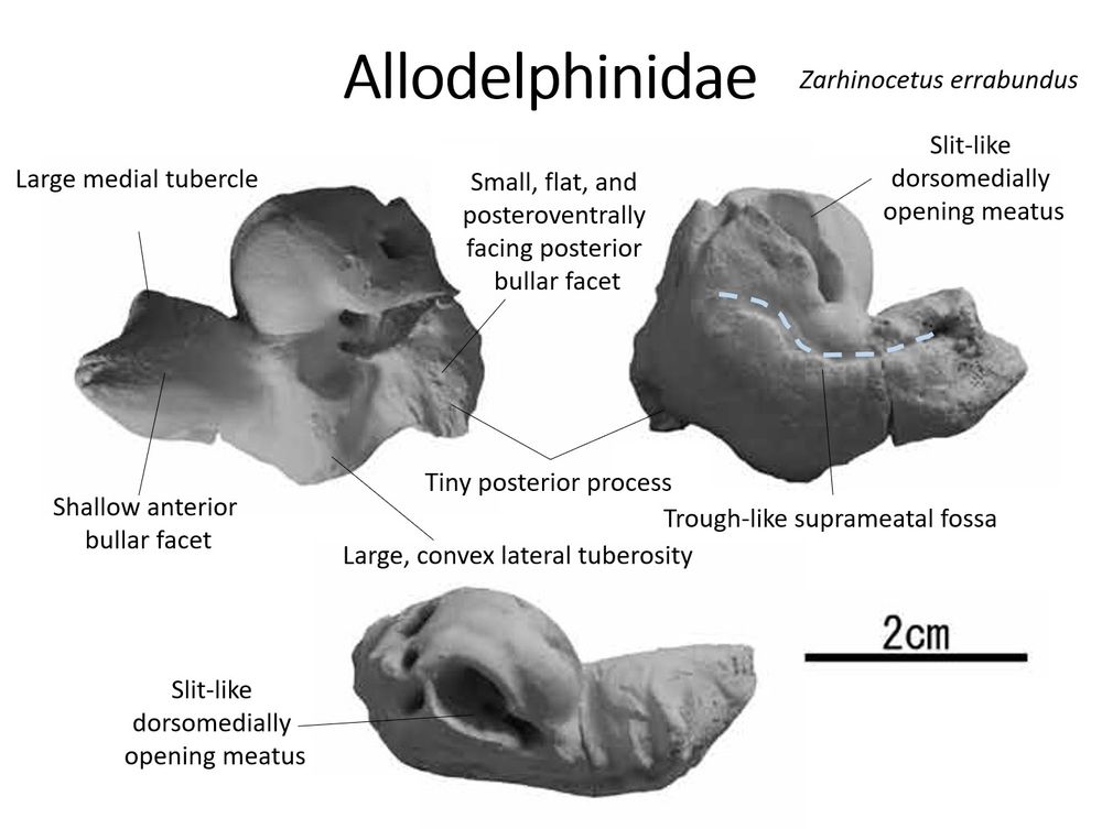 The periotic or inner ear bone of an allodelphinid dolphin. The bone looks like it has two lobes, the anterior process and the dome-like pars cochlearis, and perforated by a number of foramina. The posterior process is not developed. It is about 3 cm long.