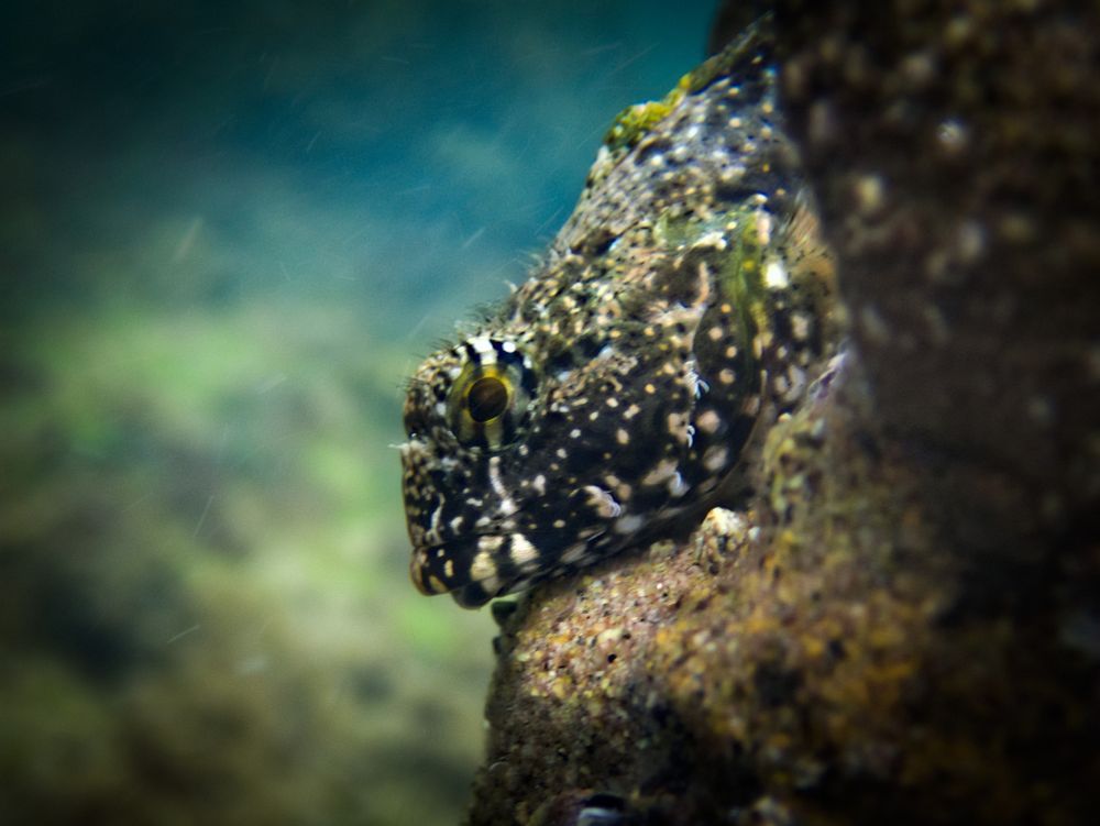 The camouflaged head of the sculpin peeking out at me from the rock. The head is mostly dark with many white spots, and the eye has a broken up gold ring around the pupil.
