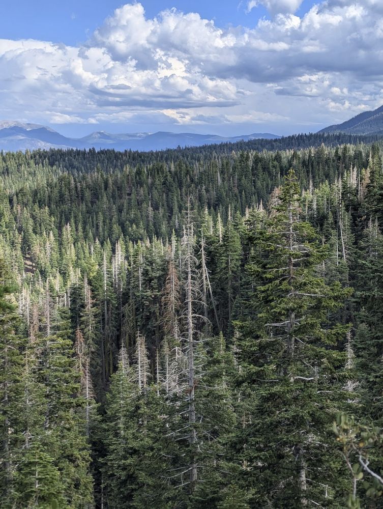 A view towards South Lake Tahoe with an ocean of fir, pine, and cedar trees with distant mountains above them in the distance, cloaked in shadows from the afternoon thunderstorm clouds.