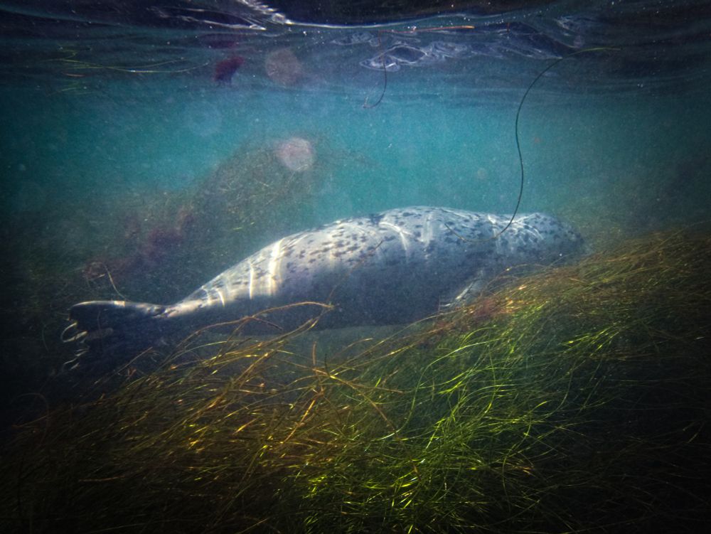 A harbor seal swimming underwater above some greenish brown kelp fronds. It is grayish white with many black speckles, and has long white whiskers and adorable large black eyes.