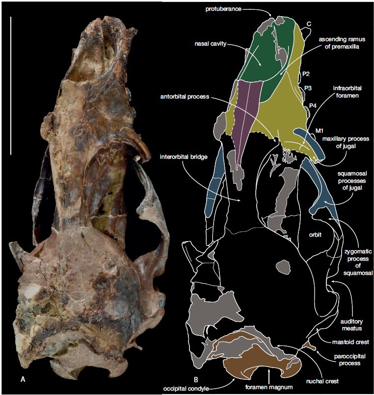The skull of Icaphoca in dorsal view - the skull is long and narrow with a triangular snout, large orbits, and a nearly circular braincase. On the right is a diagram showing the sutures and different bones of the skull, color coded.