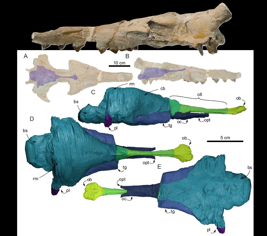 Scientific figure showing the skull of the protocetid whale Protocetus atavus and the newly published endocranial cast; the endocast is shaped like a flattened Hershey's kiss, with a long olfactory tract and well-developed olfactory bulbs.
