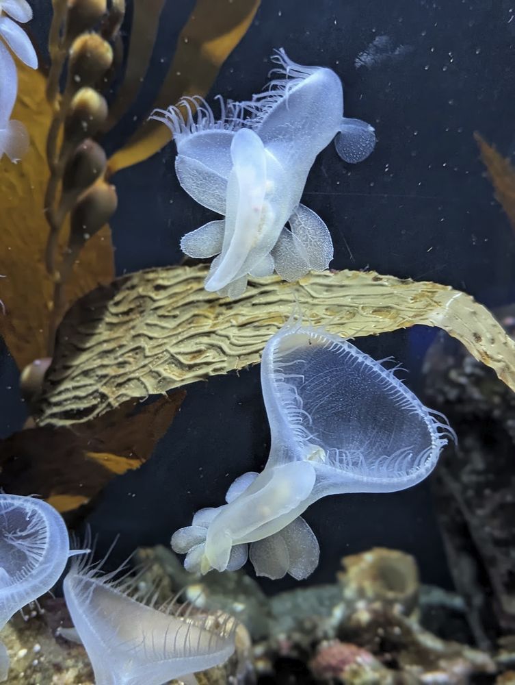 A photo of an aquarium tank showing several lions mane nudibranchs and some kelp. These are pale white, transparent sea slugs with an enormous hood resembling a jellyfish, with four pairs of tongue-shaped flaps (cerata) on its back, and a short, narrow foot.