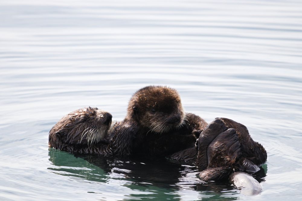 A sea otter pup lying on top of its mother, who is floating on her back.
