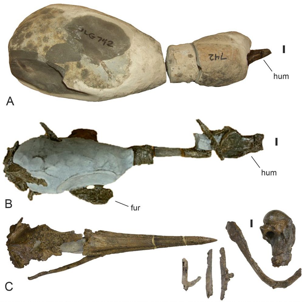 Diagram showing the preparation of the new plotopterid skull: before, partway, and after acid preparation - the siltstone concretion is consistently smaller in each iteration.