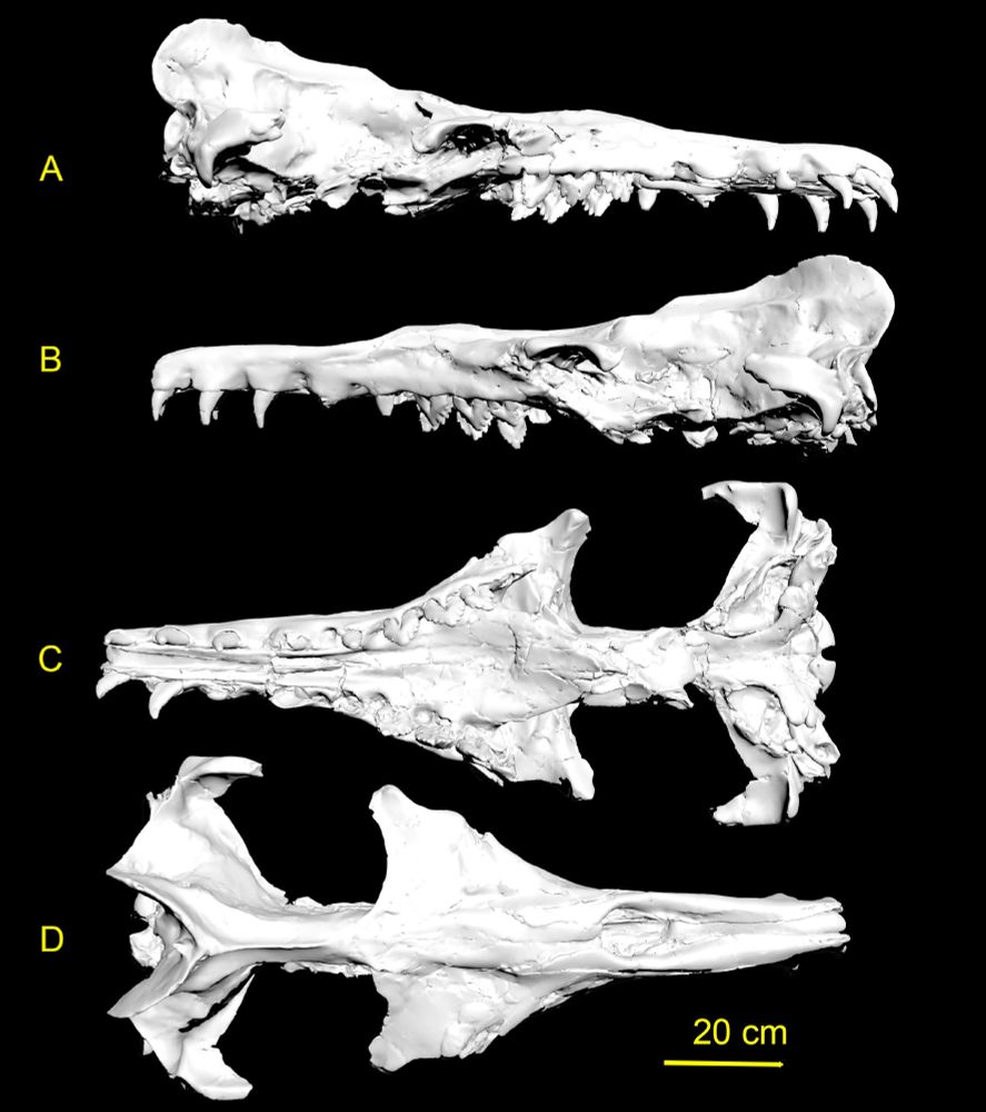 Figure showing the 3d model of the LSU Basilosaurus skull in lateral, ventral, and dorsal views; the skull is long, with large triangular cheek teeth, conical incisors, and a blowhole placed far out on the rostrum.