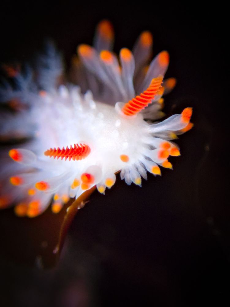 A small white sea slug with dozens of tentacles (cerata) that look like candy corn: each is white for 3/4 of its length then has a reddish orange stripe, and an orange, blunt tip. The rhinophores are reddish orange.