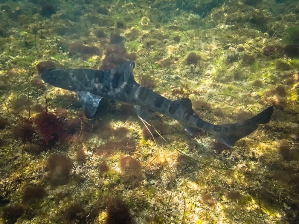 A tiny little leopard shark in about three feet of water. It's swimming to the left; it is dark gray, with beautiful rounded bar-shaped stripes separated by smaller spots. It's quite long and skinny, and its head is still proportionally huge.