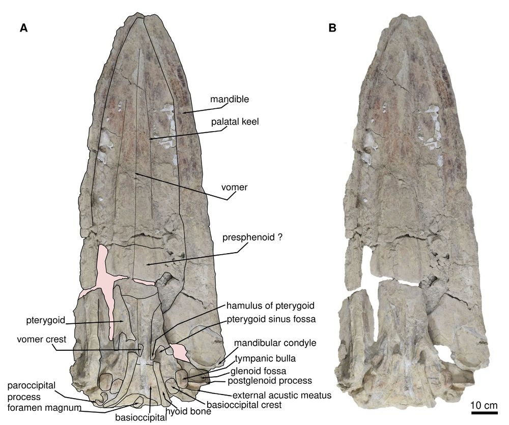 Photographs of the skull and mandible of Cochimicetus convexus in ventral view - the palate is broadly exposed here and is long and flat.