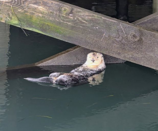 A sleepy female sea otter taking a nap in the water under a dock; she's quite old, and her face and neck are completely white.