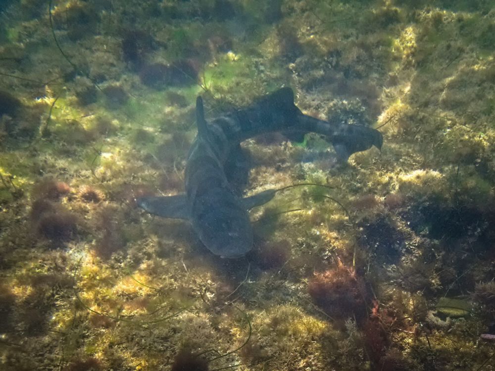 A tiny little leopard shark in about three feet of water. It's swimming to towards the camera with its tail bent to the right; it is dark gray, with beautiful rounded bar-shaped stripes separated by smaller spots. It's quite long and skinny, and its head is still proportionally huge.