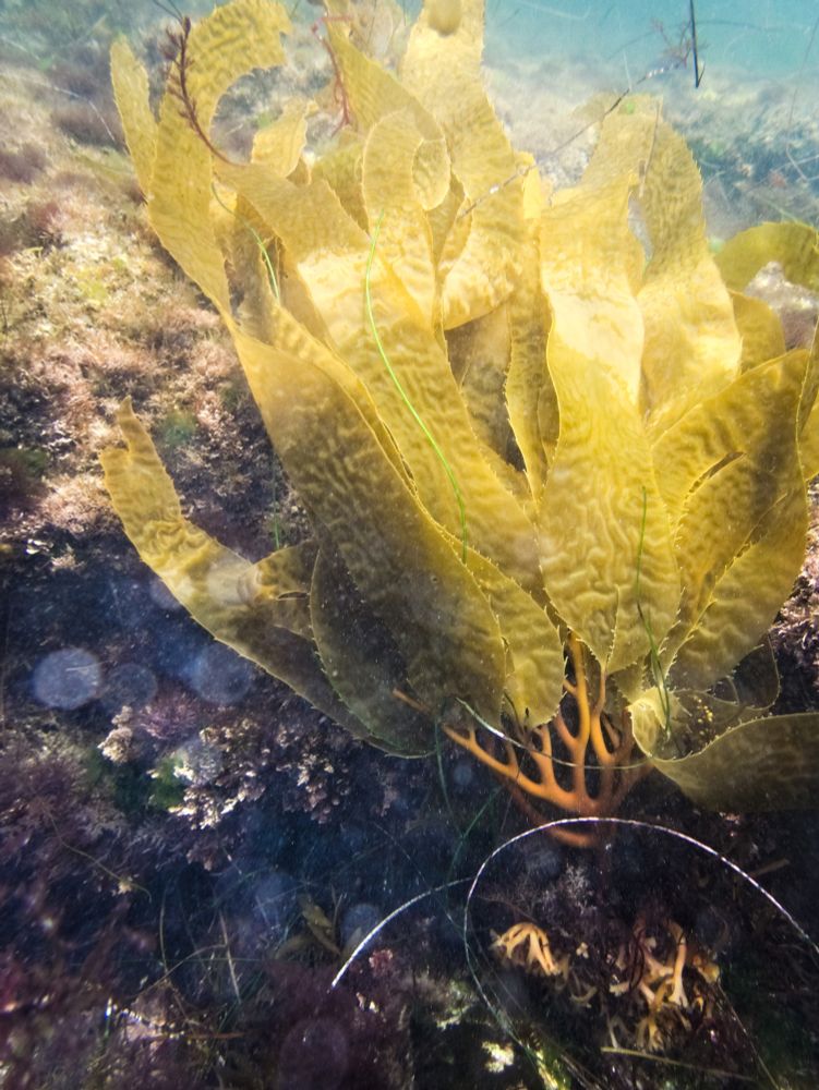 An unidentified kelp. The blades are a light yellow green with an undulatory surface and serrated edges, and lacking ribs; they connect to a lovely branching stipe.