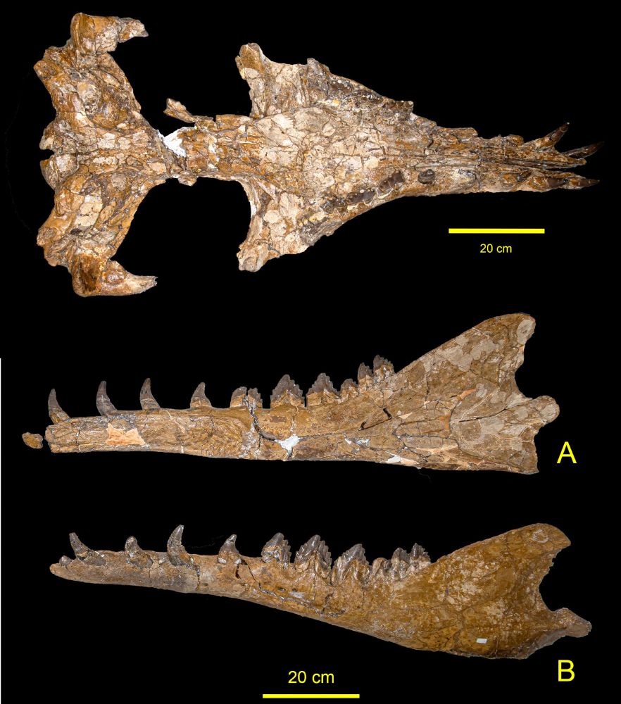Photographs of the skull and mandibles of the LSU Basilosaurus.