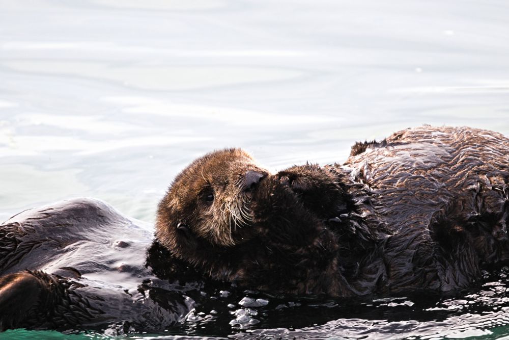 A sea otter pup lying on top of its mother, who is floating on her back.