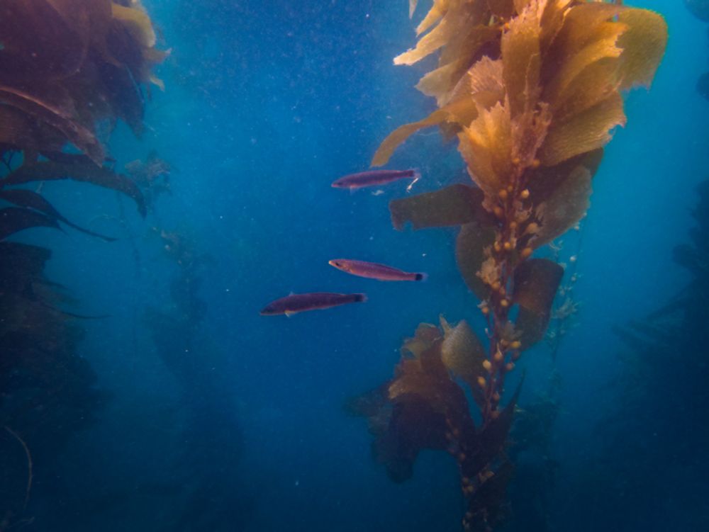 Some senorita fish swimming adjacent to a kelp stalk.