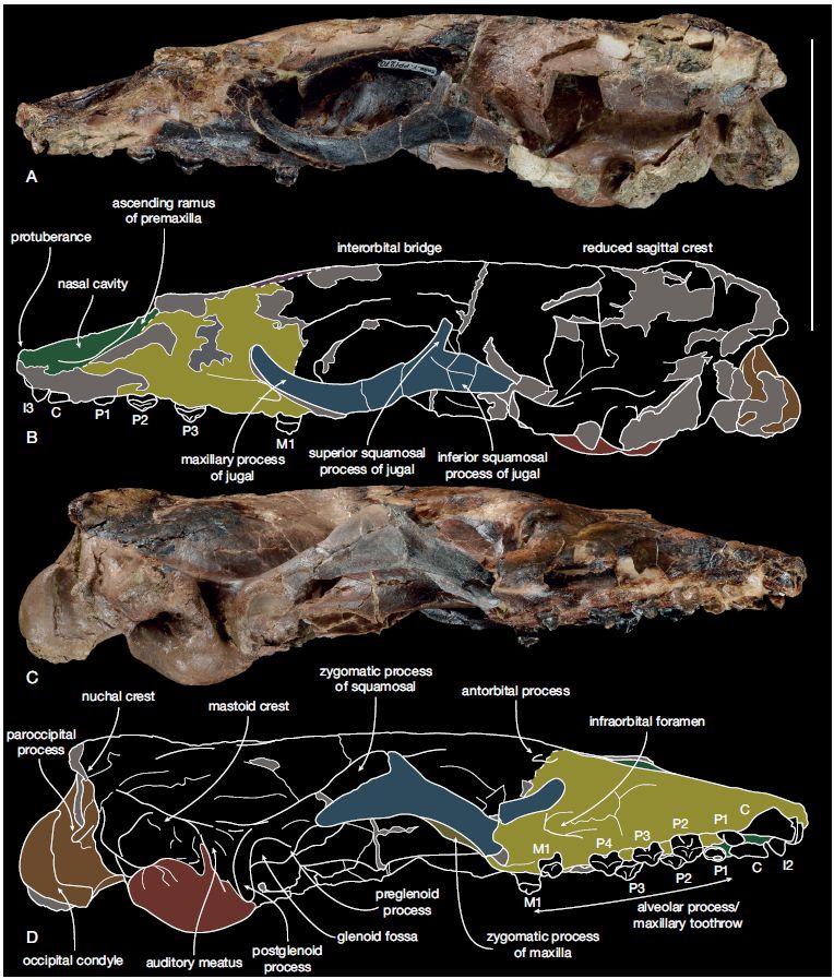 The skull of Icaphoca in lateral view - the skull is long and narrow with a triangular snout, large orbits, and a nearly circular braincase. Below each photograph is a diagram showing the sutures and different bones of the skull, color coded.