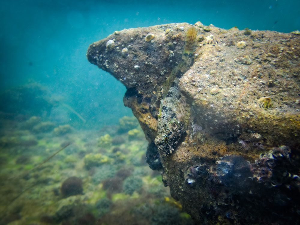 A triangular rock studded with barnacles and limpets protrudes from the right side of the picture; there is a divot with a highly camouflaged fish clinging to it. The fish has large eyes on the top of its head, along with many small bristles, and a repeating pattern of broken up black stripes.