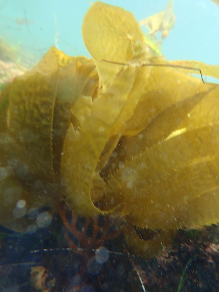 An unidentified kelp. The blades are a light yellow green with an undulatory surface and serrated edges, and lacking ribs; they connect to a lovely branching stipe.