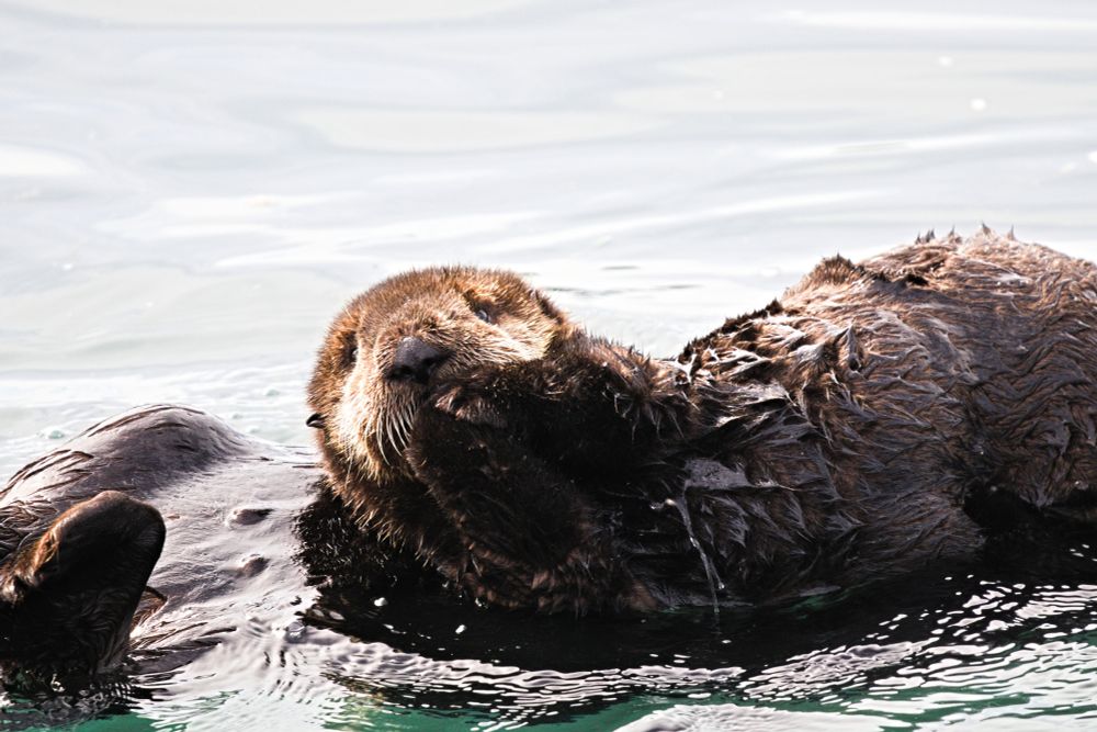 A sea otter pup lying on top of its mother, who is floating on her back.