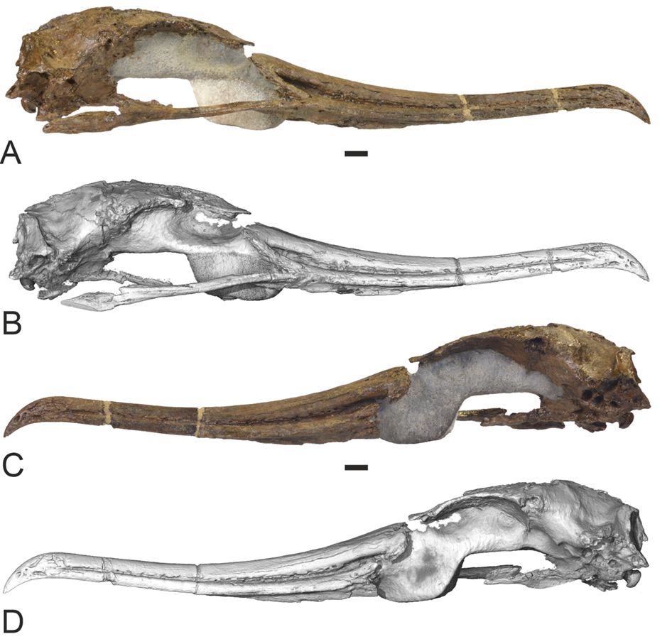 The beautiful skull of the plotopterid bird: the rostrum looks very much like a frigatebird, with a graceful sinuous outline and a reasonably sized hook at the end.