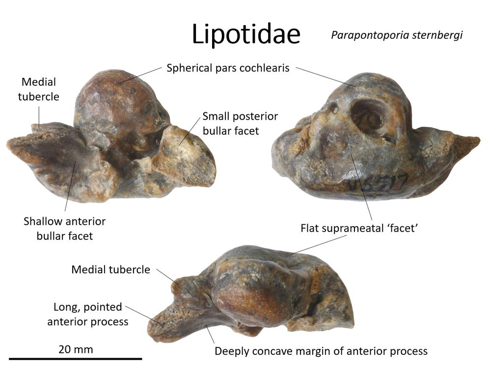 The periotic or inner ear bone of a lipotid dolphin. The bone looks like it has three lobes, the anterior process, posterior process, and the dome-like pars cochlearis, and perforated by a number of foramina. It is about 2.5 cm long.