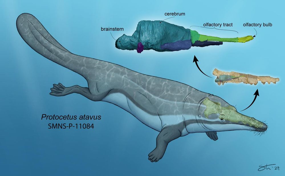 Life restoration of Protocetus atavus with the skull and endocast shown. Illustration by Tyler Stone.