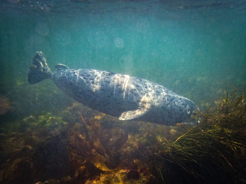 A harbor seal swimming underwater above some greenish brown kelp fronds. It is grayish white with many black speckles, and has long white whiskers and adorable large black eyes.